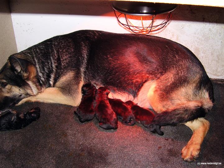 puppies (69)